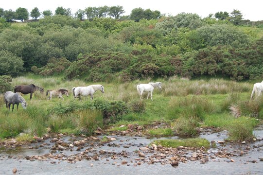 Ponies at Cadover Bridge